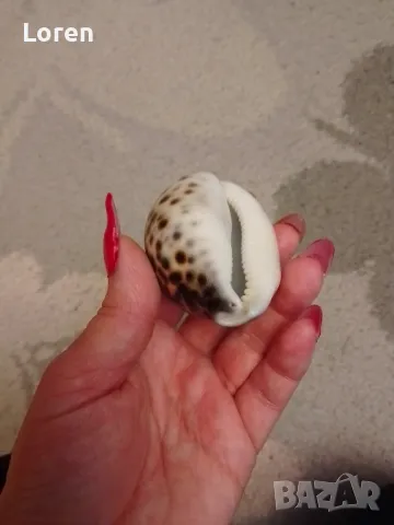 Интересен рапан леопард направен като свирка, снимка 7 - Други - 47967232