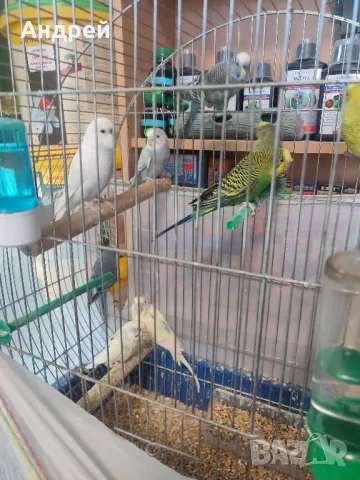 Вълнисти папагали, снимка 3 - Папагали - 48377765