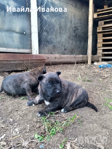 Малки белгийски овчарки 