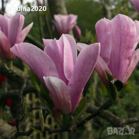 Магнолия Джордж Хенри Керн, снимка 3 - Разсади - 43794643