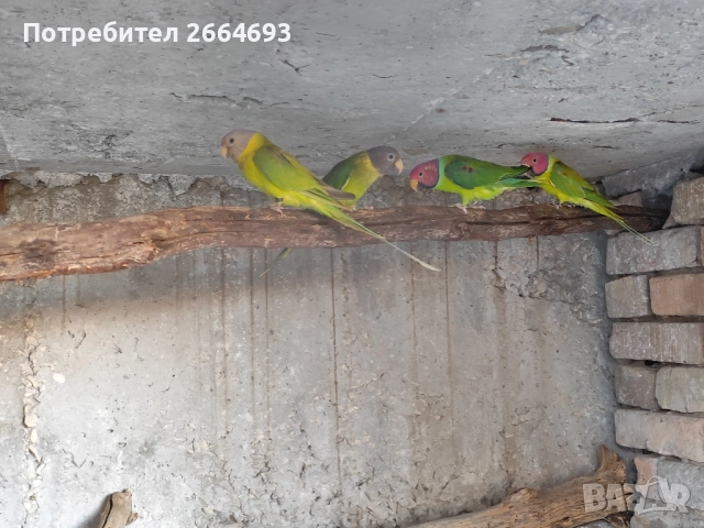 Двойки Сливоглав Александър , снимка 2 - Папагали - 52090794