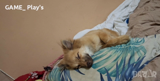 Немски шпиц за продажба спешно!!!, снимка 7 - Други - 52830583