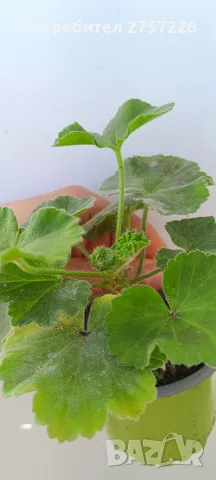 Pelargonium Ю Полонез, снимка 4 - Стайни растения - 56374664