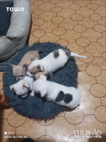 Сладки чихупинчери