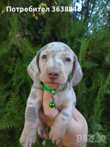 Мини дакел , снимка 7 - Дакели - 52327776