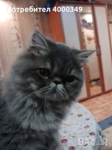 Продавам персийско женско коте, снимка 3 - Персийска - 52506801