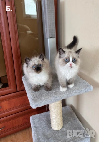 Готови за нов Дом !