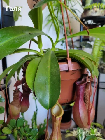 Насекомоядно Растение - Nepenthes , снимка 6 - Стайни растения - 47837725