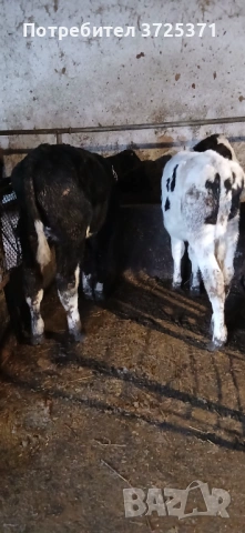 Продавам 2бр мъжки телета , снимка 4 - Крави - 53295775
