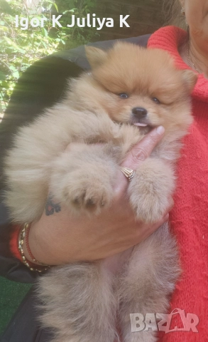 Померан мини шпицове , снимка 7 - Померан - 52472306