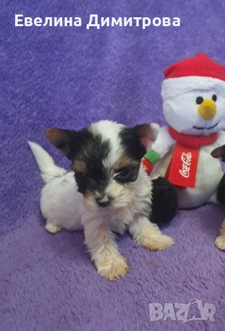 Йоркширски териер бивер момиче