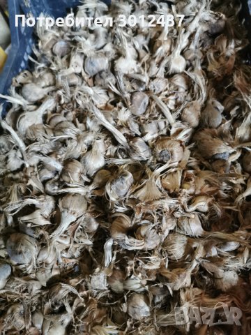 Шафран, снимка 5 - Други - 38513232