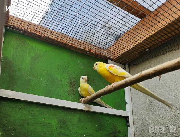 Двойка Пойни папагали  , снимка 3 - Папагали - 56403275