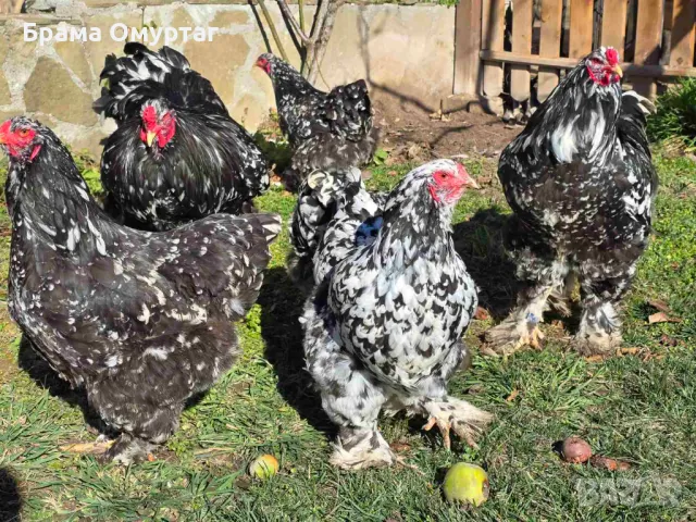 Продавам разплодни яйца от Мозаечна брама [Mottled Brahma], снимка 3 - Кокошки и пуйки - 50242192