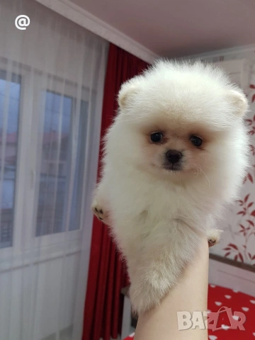 Померан померанчета Гр София, снимка 7 - Померан - 54014233