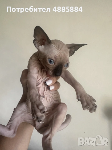 котенца канадски сфинкс женски и мъжки, снимка 5 - Сфинксове - 55772812