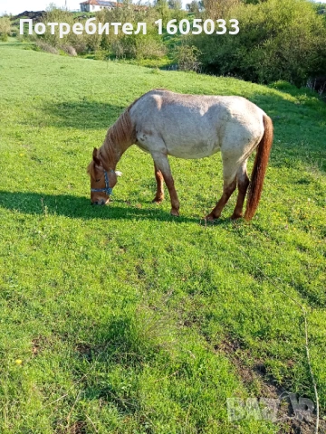 Кубила, снимка 5 - Коне - 54312274
