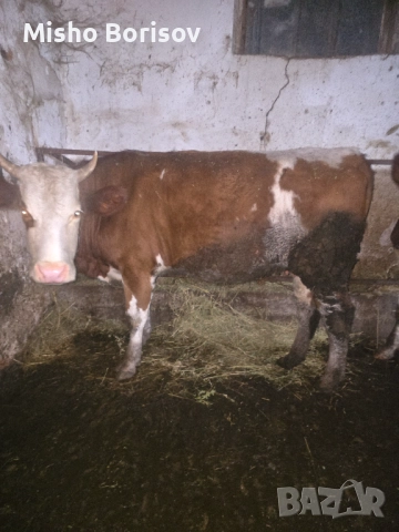 Продавам крави, снимка 5 - Крави - 52886798