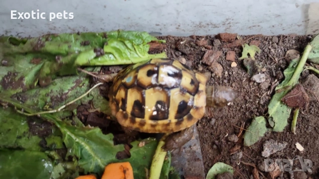 Костенурка , Testudo Hermanni Boettgeri, снимка 2 - Костенурки - 52913949