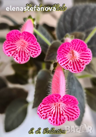 Сортови колерии, снимка 3 - Градински цветя и растения - 50887877