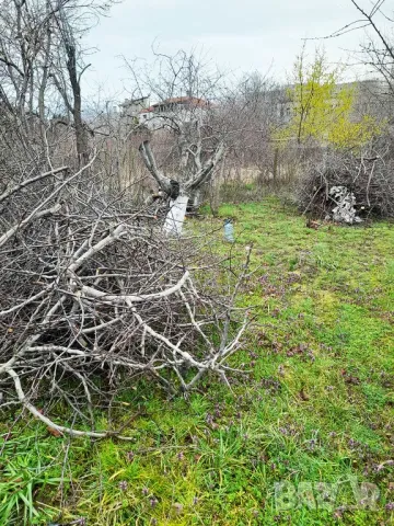 Подарявам клони и малки дърва за горене. Само за град Варна., снимка 1 - Дърва за огрев - 49476402