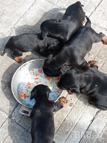 Продавам 6 бр. малки кучета ягтериери., снимка 7 - Ягдтериер - 53265603