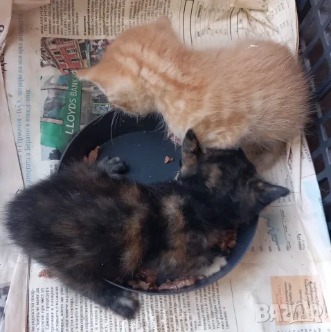 Подаряваме котета., снимка 3 - Други - 54716851