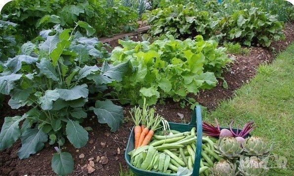 Тор -Почвена смес Компост за ЗЕЛЕНЧУЦИ, картофи, гъби, лук, чесън, семена, фасул, снимка 4 - Тор и почвени смеси - 42132046