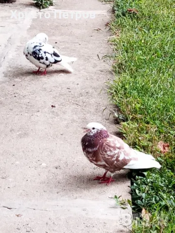 Продавам гълъби., снимка 3 - Гълъби - 50329302