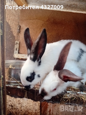 Продавам зайци 