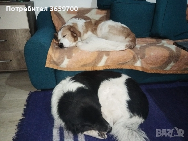 каракачански кученца