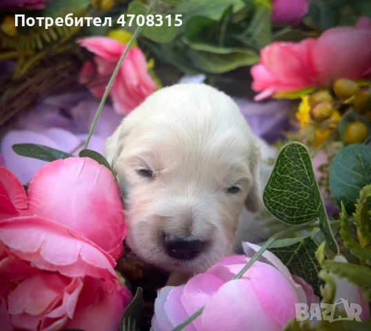 Голдън ретривър игрив мъник 