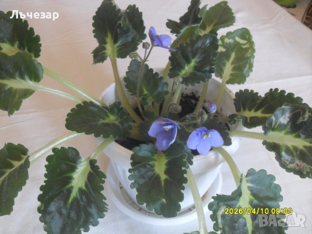 Продавам теменужка