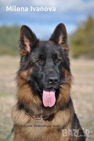 Легитимен развъдник разполага с кученца с дълъг косъм , снимка 17 - Немска овчарка - 52635144