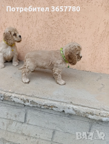 Американски кокер шпанол, снимка 2 - Кокер шпаньол - 52794419