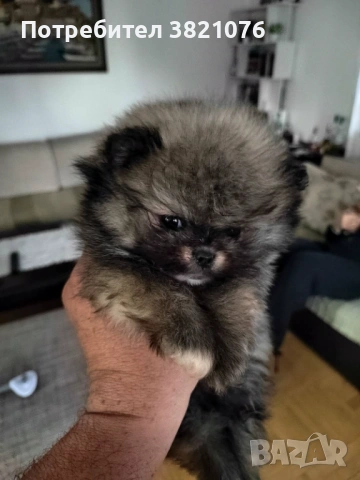 Померан - момиче  и момче, снимка 2 - Померан - 54179122