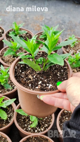 Пенстемон лилав, Penstemon polaris Purple, студоустойчив, снимка 6 - Градински цветя и растения - 54093394