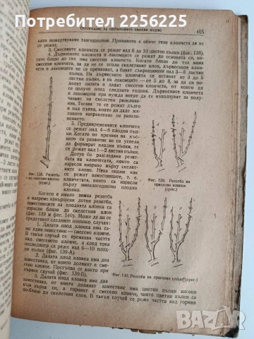Овощарство 1954г , снимка 10 - Специализирана литература - 53075504