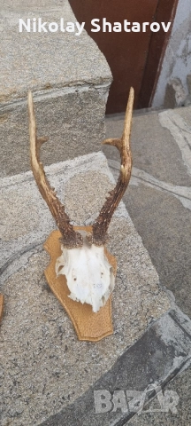 трофеи от съръндак, снимка 6 - Декорация за дома - 51708229