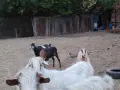 Продавам кози и ярета , снимка 10