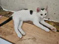 Братче и сестриче търсят любящ дом!, снимка 16