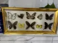 Рамка с екзотични пеперуди Азия, снимка 5