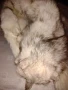 Шал яка от полярна бяла лисица, снимка 6