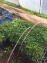 Разсад ранни домати краставици, снимка 11