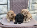 Той пудел toy poodle, снимка 1