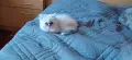 персийски котета, снимка 5