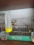 Продавам канарчета, снимка 8