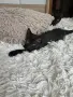 Подарявам малко коте, снимка 3