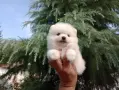 Чисто бели Померанчета. Реални снимки !!!, снимка 4