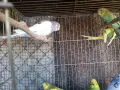 млади вълнисти папагали , снимка 14